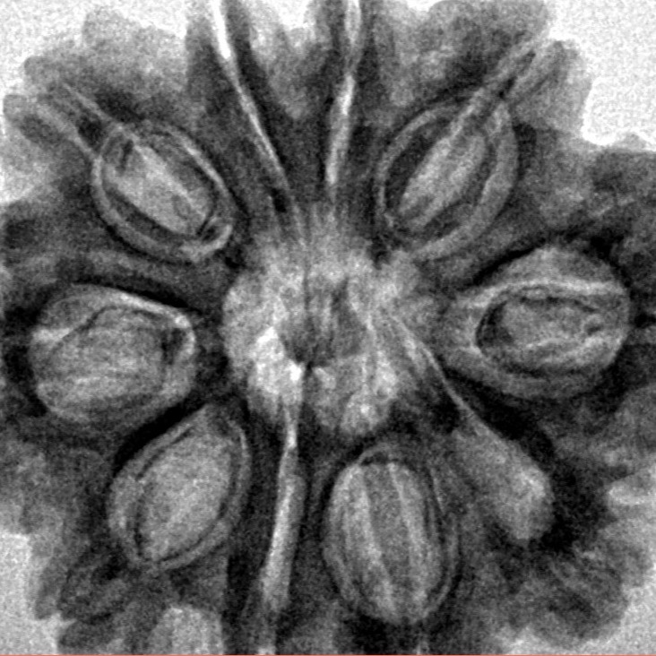 10 Mukhi Rudraksha 28.2mm 6.16gm - Inverse xray