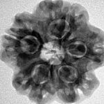 1 Mukhi - U/D 24.1mm 4.67gm - Inverse xray