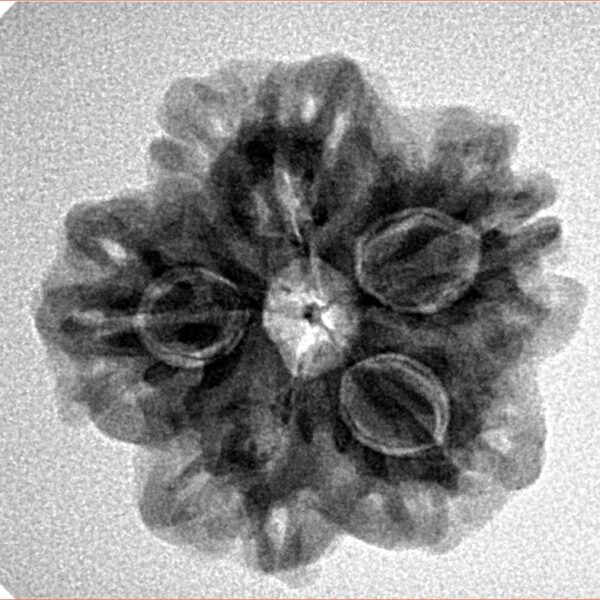 1MK(Underdeveloped) 23mm 3.92gm - Inverse xray