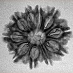 10 Mukhi Rudraksha 24.5mm 2.92gm - Inverse xray