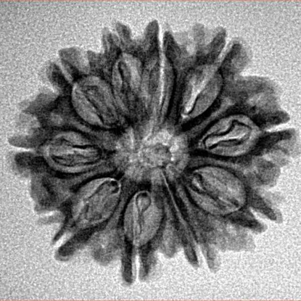 10 Mukhi Rudraksha 24.5mm 2.92gm - Inverse xray