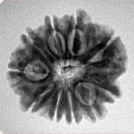 10 Mukhi Rudraksha 23.1mm 3.58gm - Inverse xray