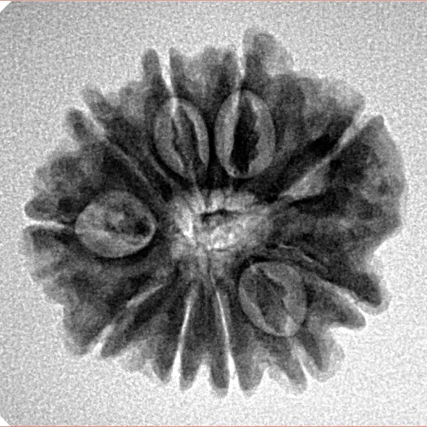 10 Mukhi Rudraksha 23.1mm 3.58gm - Inverse xray
