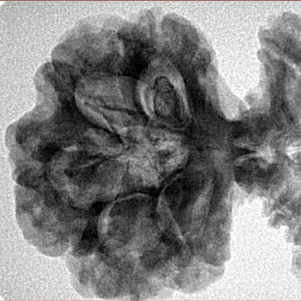 19 Mukhi Gaurishankar 46.2mm 9.27gm - Inverse xray