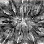 11 Mukhi Rudraksha 38.5mm 9gm - Inverse xray