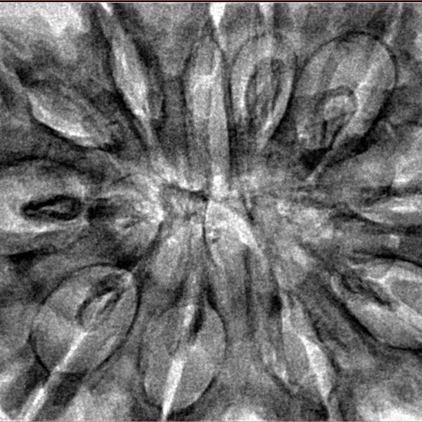 11 Mukhi Rudraksha 38.5mm 9gm - Inverse xray