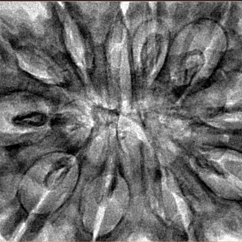 11 Mukhi Rudraksha 38.5mm 9gm - Inverse xray