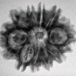 10 Mukhi Rudraksha 25.9mm 4.09gm - Inverse xray