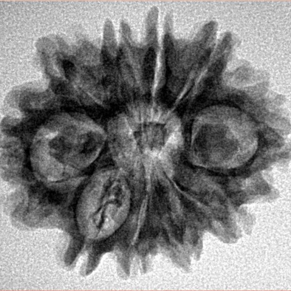 10 Mukhi Rudraksha 25.9mm 4.09gm - Inverse xray