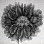 10 Mukhi Rudraksha 25mm 4.25gm - Inverse xray