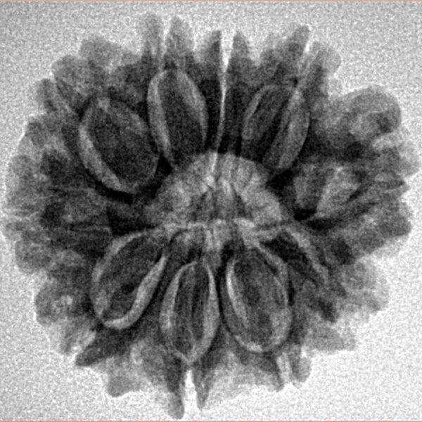 10 Mukhi Rudraksha 25mm 4.25gm - Inverse xray