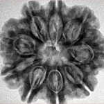 9 Mukhi Rudraksha 27mm 5.53gm - Inverse xray