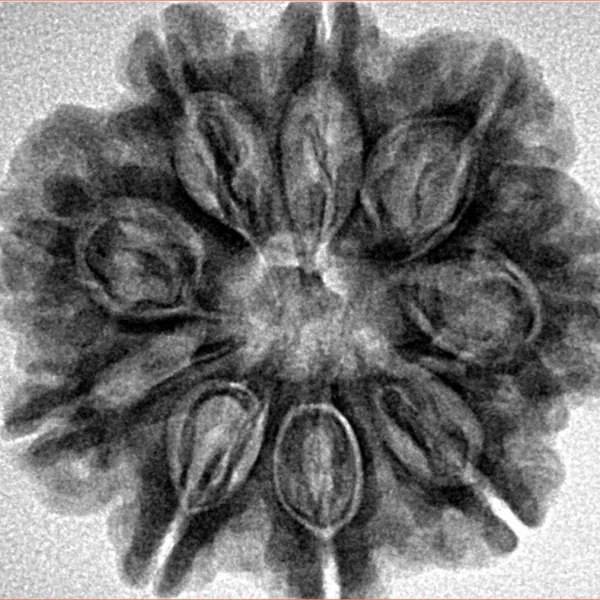 9 Mukhi Rudraksha 27mm 5.53gm - Inverse xray