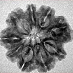 9 Mukhi Rudraksha 25.2mm 3.33gm - Inverse xray