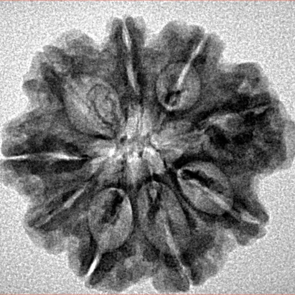 9 Mukhi Rudraksha 25.2mm 3.33gm - Inverse xray