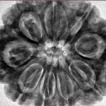 9 Mukhi Rudraksha 32.2mm 9gm - Inverse xray