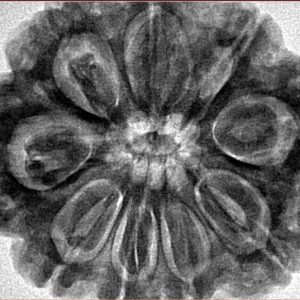 9 Mukhi Rudraksha 32.2mm 9gm - Inverse xray