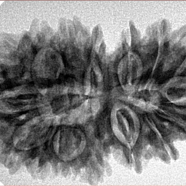 16 MK Gaurishankar 34.8mm 5.92gm - Inverse xray