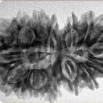 16 Mukhi Gaurishankar 34.8mm 5.92gm - Inverse xray