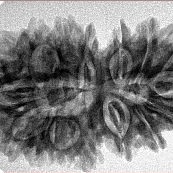 16 Mukhi Gaurishankar 34.8mm 5.92gm - Inverse xray