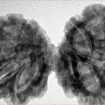 10 Mk Gaurishankar 40.5mm 8.69gm - Inverse xray