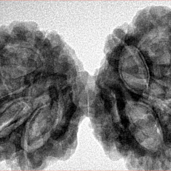 10 Mk Gaurishankar 40.5mm 8.69gm - Inverse xray