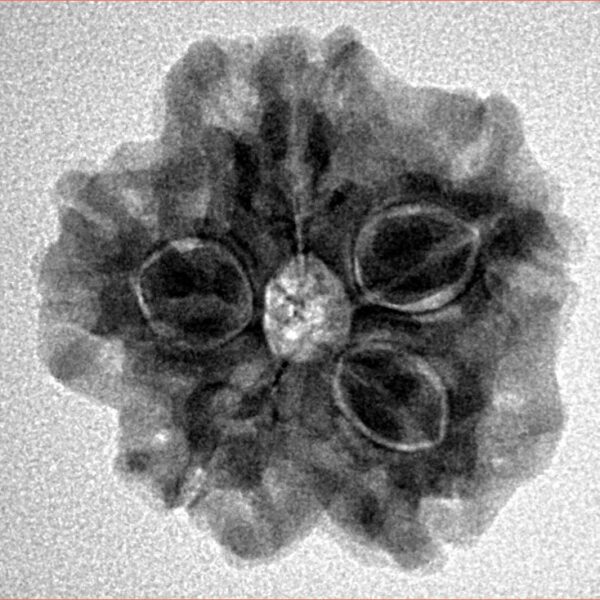 1MK(Underdeveloped) 22.6mm 3.54gm - Inverse xray