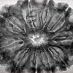 10 Mukhi Rudraksha 32mm 5.5gm - Inverse xray