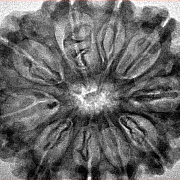 10 Mukhi Rudraksha 32mm 5.5gm - Inverse xray