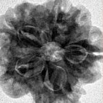 1MK(Underdeveloped) 22.5mm 3.79gm - Inverse xray