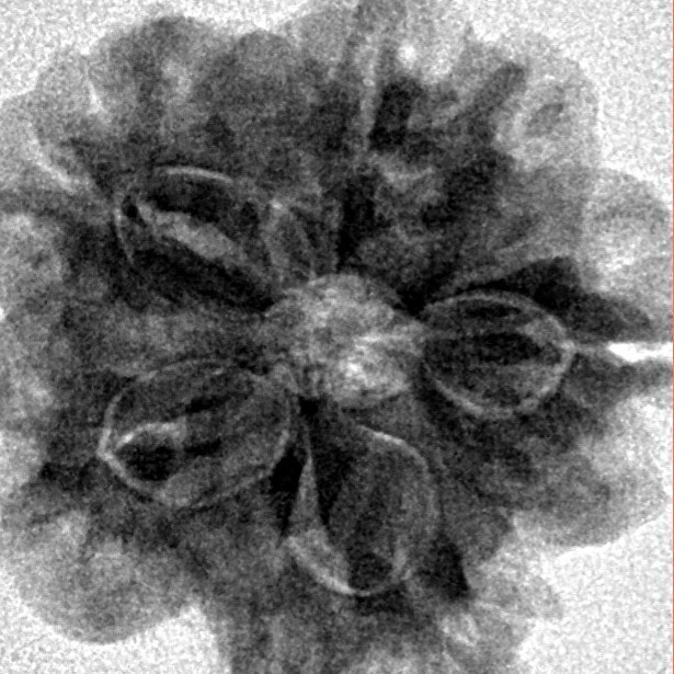 1MK(Underdeveloped) 22.5mm 3.79gm - Inverse xray