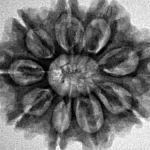 9 Mukhi Rudraksha 20mm 5gm - Inverse xray