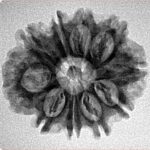 10 Mukhi Rudraksha 24.5mm 3.5gm - Inverse xray