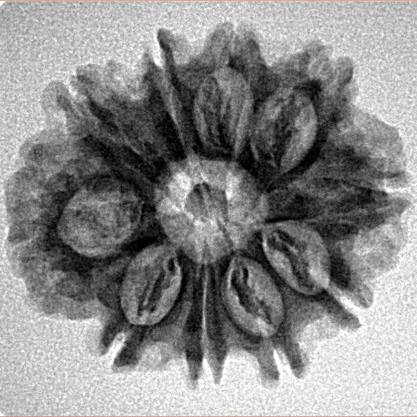 10 Mukhi Rudraksha 24.5mm 3.5gm - Inverse xray