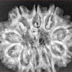 10 Mukhi Rudraksha 29.2mm 5.07gm - Inverse xray