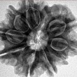 9 Mukhi Rudraksha 26mm 5gm - Inverse xray