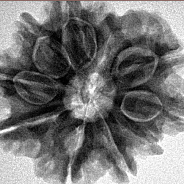 9 Mukhi Rudraksha 26mm 5gm - Inverse xray