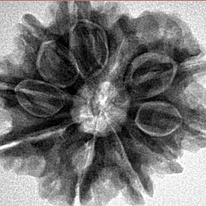 9 Mukhi Rudraksha 26mm 5gm - Inverse xray