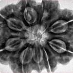 9 Mukhi Rudraksha 30.3mm 9.42gm - Inverse xray