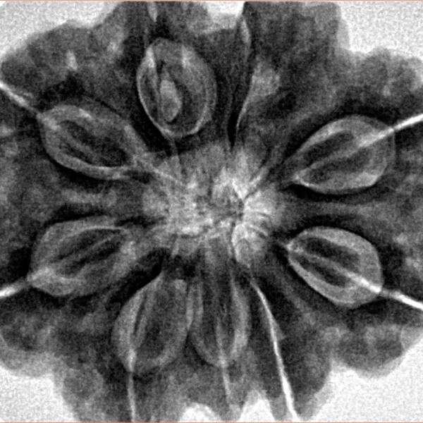 9 Mukhi Rudraksha 30.3mm 9.42gm - Inverse xray