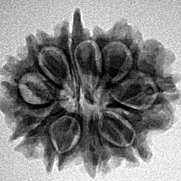 10 Mukhi Ganesh 23.4mm 3.25gm - Inverse xray