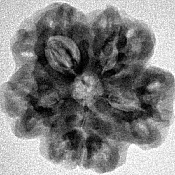 1MK(Underdeveloped) 22.8mm 3.54gm - Inverse xray