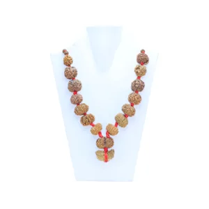 1 to 14 Mukhi Rudraksha Mala ( Siddha Mala ) - Certificate: DCL/2026/B/0032 - Mala Image