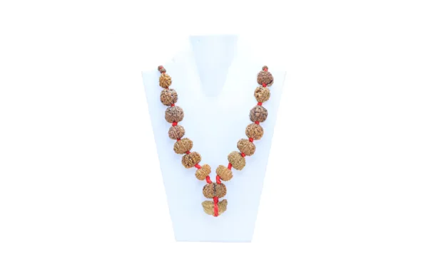 1 to 14 Mukhi Rudraksha Mala ( Siddha Mala ) - Certificate: DCL/2026/B/0032 - Mala Image