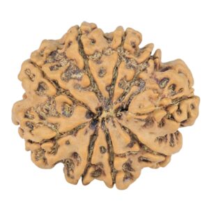 9 Mukhi Rudraksha 26.8mm 4.57gm - Rudraksha back