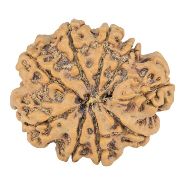 9 Mukhi Rudraksha 26.8mm 4.57gm - Rudraksha back