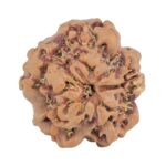 1MK(Underdeveloped) 22.6mm 3.54gm - Rudraksha back
