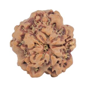 1MK(Underdeveloped) 22.6mm 3.54gm - Rudraksha back