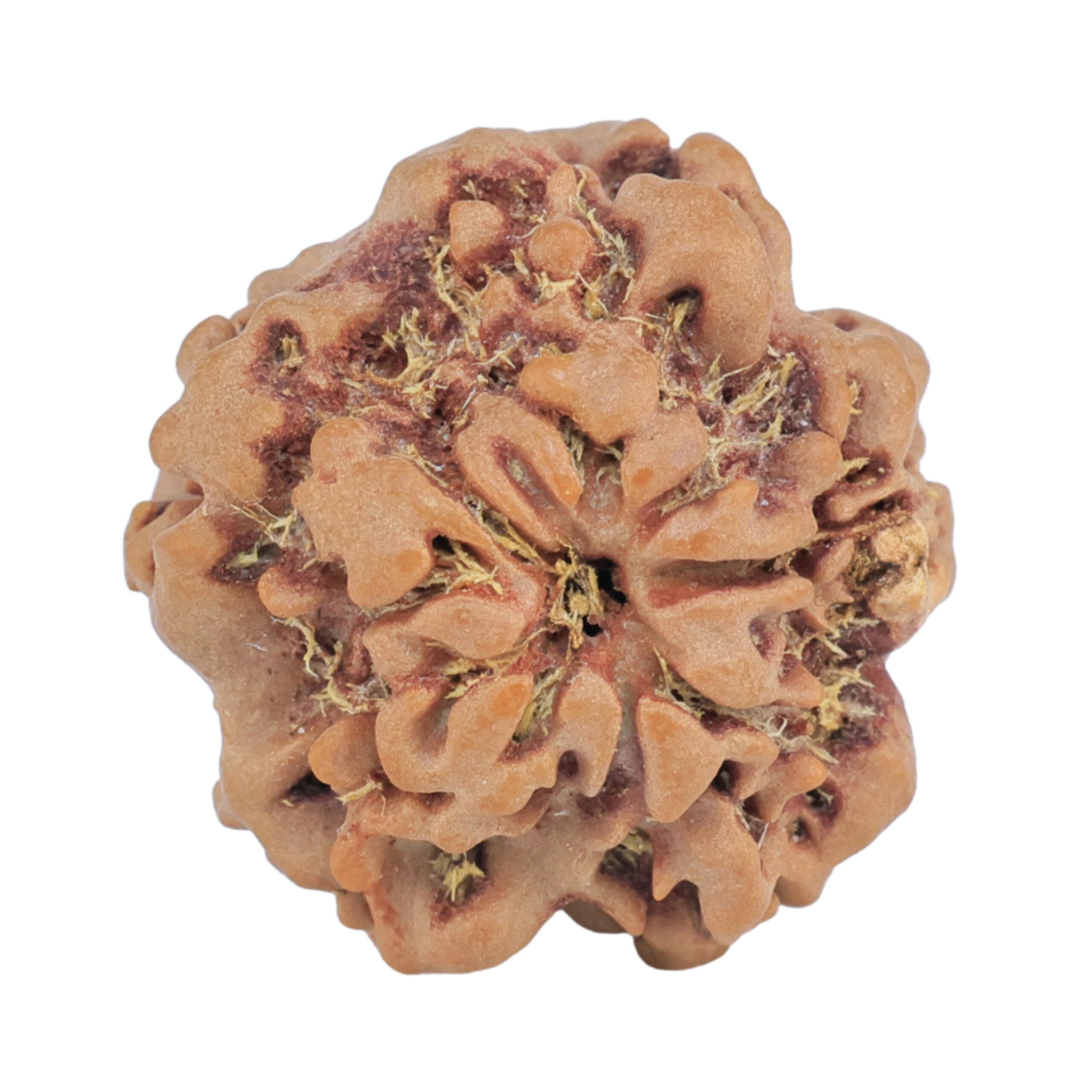 1MK(Underdeveloped) 22.6mm 3.54gm - Rudraksha back