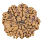 9 Mukhi Rudraksha 26.1mm 4.89gm - Rudraksha back